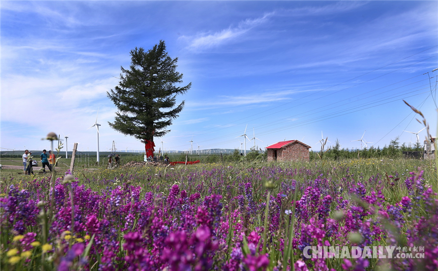 【砥礪奮進的五年•綠色發展】塞罕壩系列報道之一：三代護林員造就的重生之美