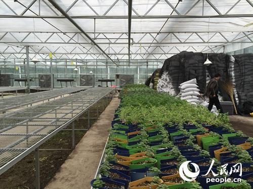 扶貧看貴州：一個大棚為何讓總書記停留20多分鐘？