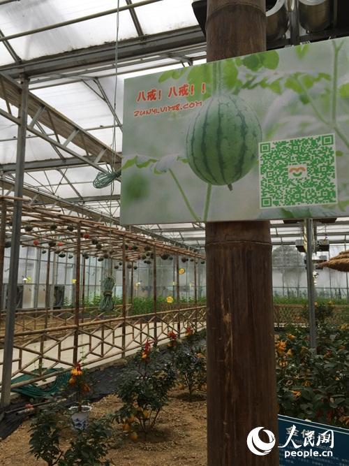 扶貧看貴州：一個大棚為何讓總書記停留20多分鐘？