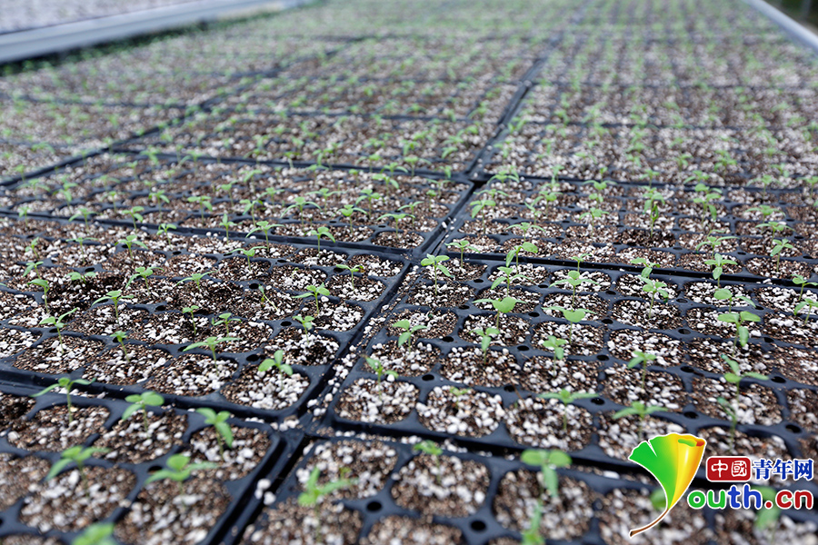 看花茂脫貧，習大大為何在這里找到了鄉(xiāng)愁