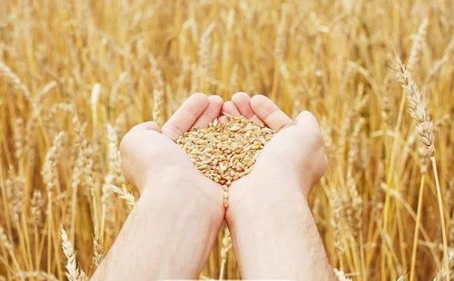 G20峰會(huì)前瞻 | 2050年全球人口新增20億，吃飯問題怎么辦？