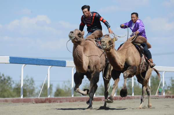 【新時代·幸福美麗新邊疆】從交通工具到渾身是寶 新疆駱駝走上產業發展之路