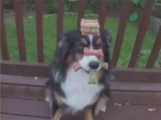 世界上最有耐心的狗狗長(zhǎng)什么樣？[組圖]