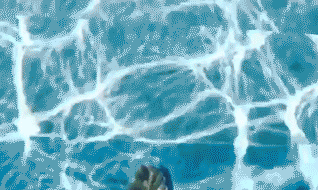 有錢還得有膽！美國豪華公寓推出“天空之池”