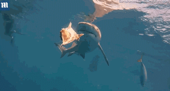 屏住呼吸！鯊魚(yú)捕食特寫(xiě)畫(huà)面曝光