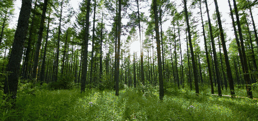 綠水青山就是金山銀山，美麗中國正在我們眼前展現丨艾瑞克跑十九大