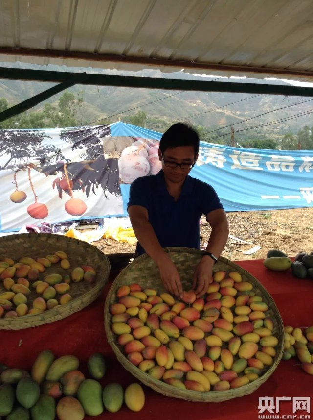 [網絡媒體走轉改]小伙深圳辭職行走田間創業 “互聯網+農業”他愿田間守黃金