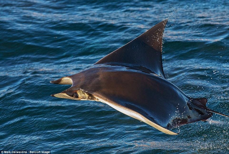 數(shù)千條魔鬼魚飛出海面秀“飛行特技”