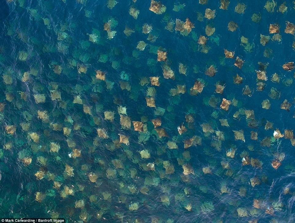 數千條魔鬼魚飛出海面秀“飛行特技”