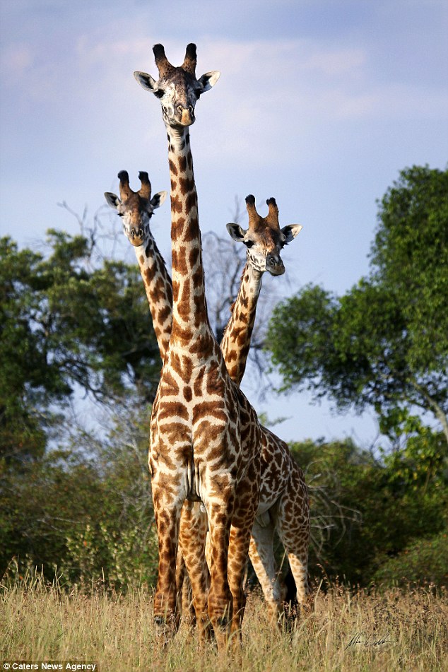 我的頭呢？動物“神走位”造視覺錯覺