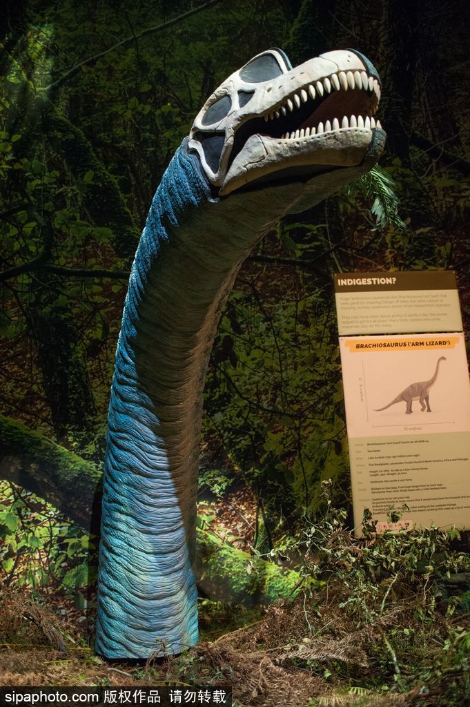 英國恐龍展超逼真 彷佛回到侏羅紀(jì)