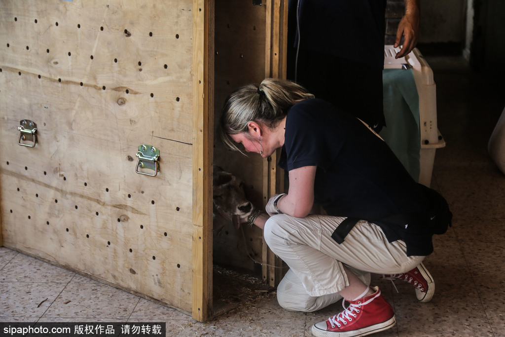 全球最慘動物園永久關閉