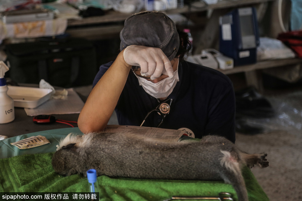 全球最慘動物園永久關閉