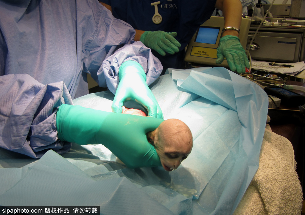 英國(guó)動(dòng)物園刨腹產(chǎn)出生的猴寶寶 竟然長(zhǎng)得像伏地魔