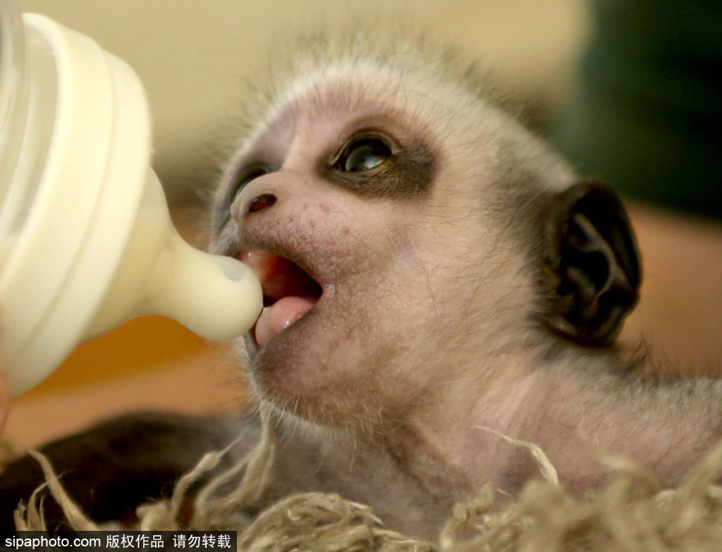 英國動物園刨腹產(chǎn)出生的猴寶寶 竟然長得像伏地魔