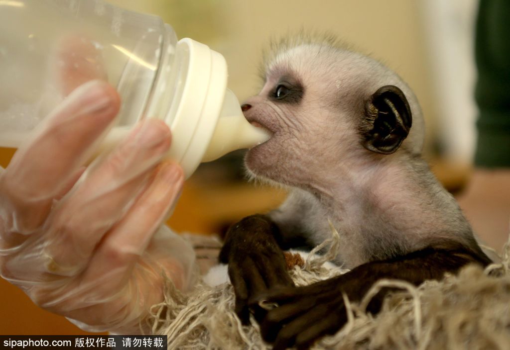 英國動物園刨腹產出生的猴寶寶 竟然長得像伏地魔