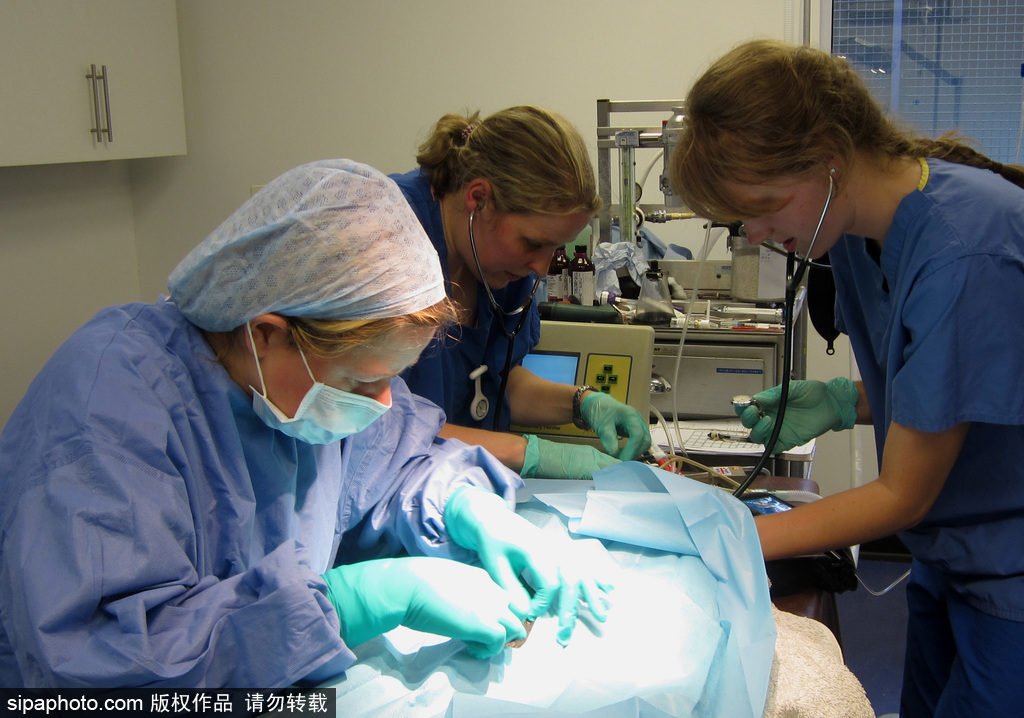 英國(guó)動(dòng)物園刨腹產(chǎn)出生的猴寶寶 竟然長(zhǎng)得像伏地魔