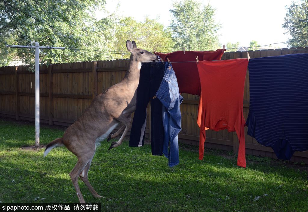 幸運(yùn)！美國(guó)“孤兒小鹿”失去親人后 在人類家庭迎來(lái)幸福生活