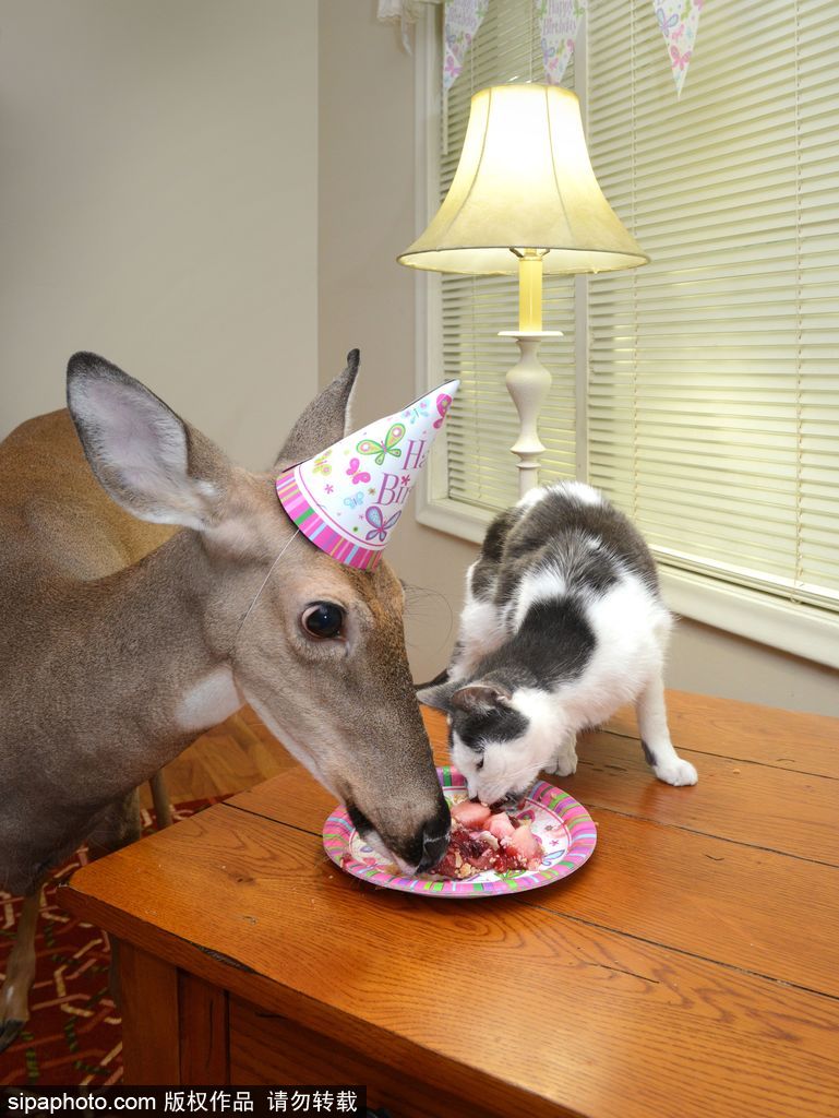 幸運！美國“孤兒小鹿”失去親人后 在人類家庭迎來幸福生活