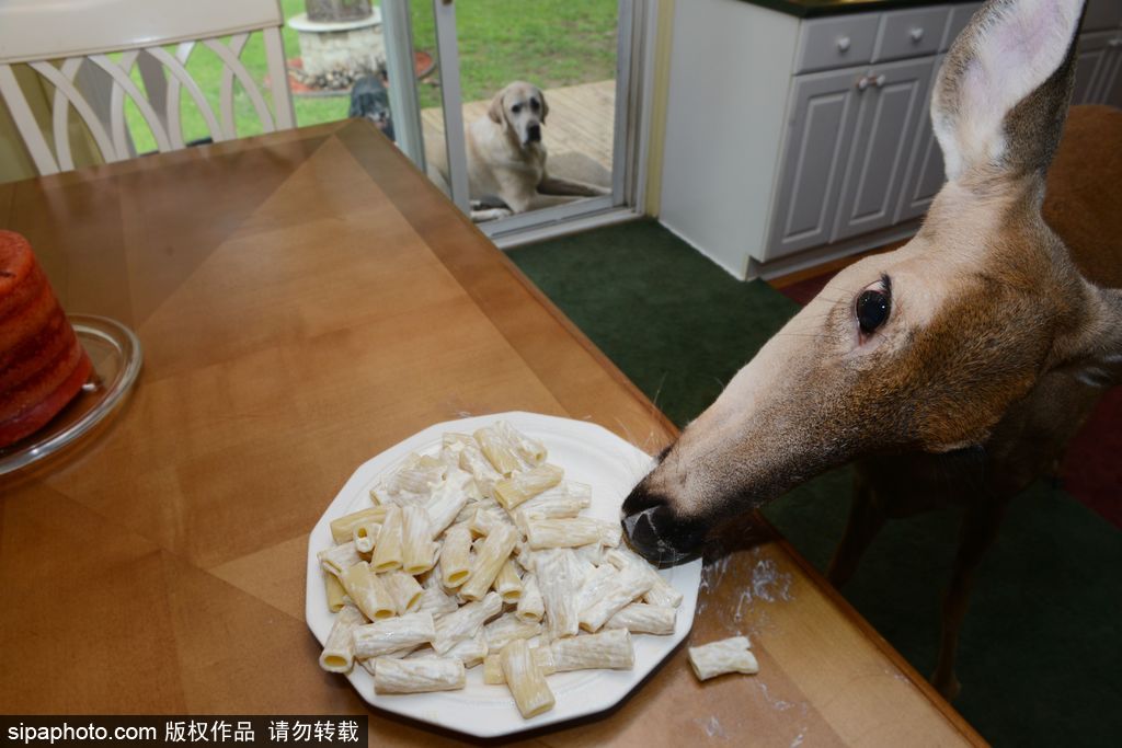 幸運！美國“孤兒小鹿”失去親人后 在人類家庭迎來幸福生活