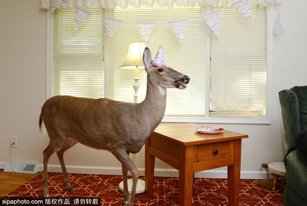 幸運(yùn)！美國(guó)“孤兒小鹿”失去親人后 在人類家庭迎來幸福生活