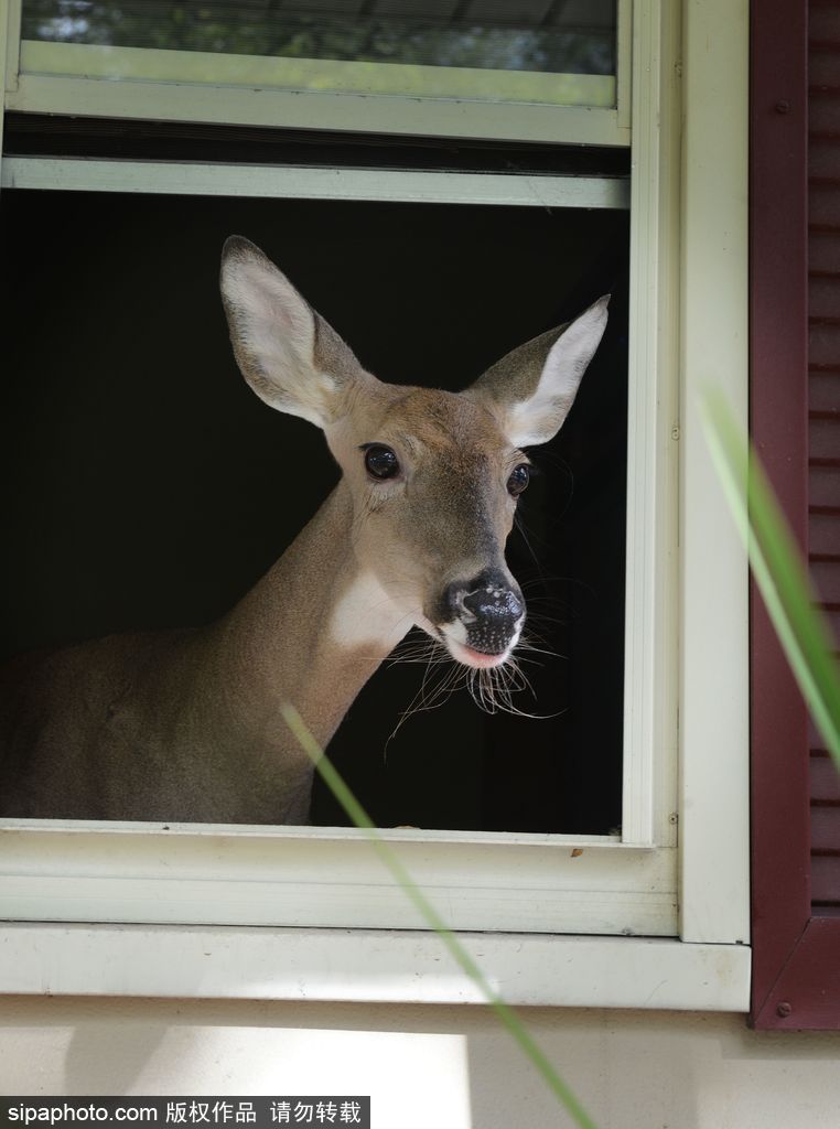 幸運！美國“孤兒小鹿”失去親人后 在人類家庭迎來幸福生活