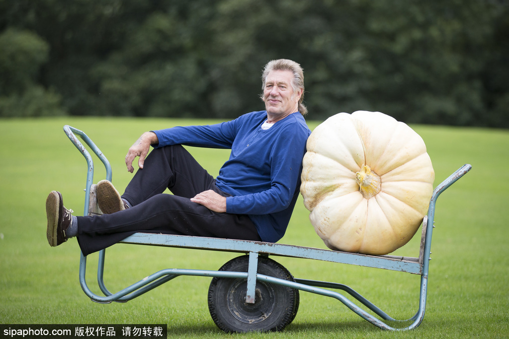 英國舉行“巨型蔬菜競賽” 南瓜綠菜中“巨無霸”亮相驚呆路人