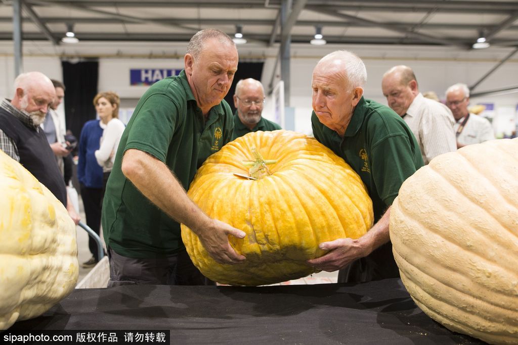 英國(guó)舉行“巨型蔬菜競(jìng)賽” 南瓜綠菜中“巨無(wú)霸”亮相驚呆路人
