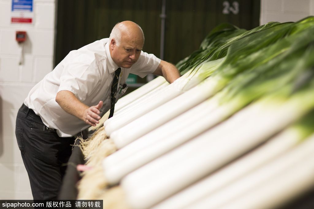 英國舉行“巨型蔬菜競賽” 南瓜綠菜中“巨無霸”亮相驚呆路人