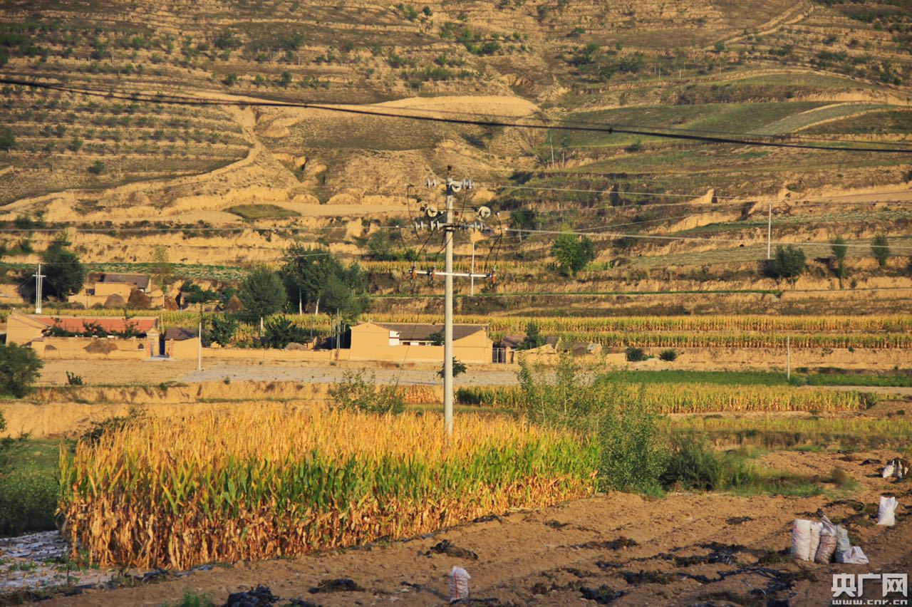 【網絡媒體“走轉改”】育產業、促脫貧:周灣村的精準扶貧