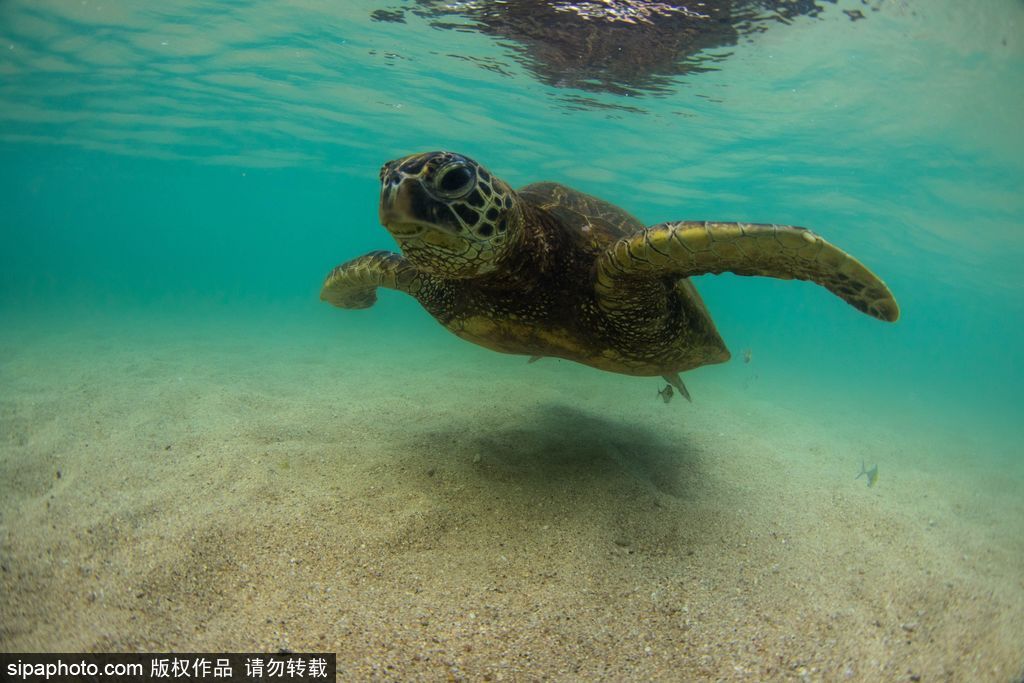 一切都與大海有關 沖浪攝影師獨特視角展示海洋魅力