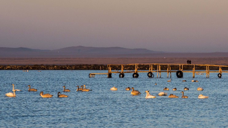 達里諾爾湖深秋百萬候鳥集結 場景美輪美奐