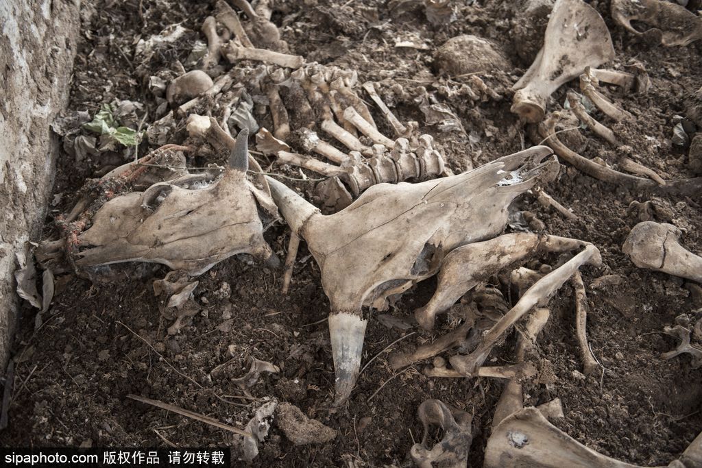 回顧福島隔離區(qū)3.11地震慘景 時(shí)隔五年地震再添創(chuàng)傷