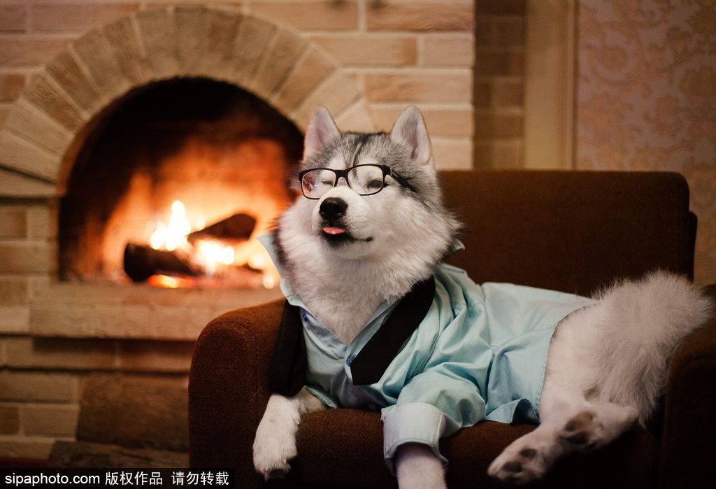 哈士奇與人的不解奇緣 盤(pán)點(diǎn)“二哈”的奇妙世界