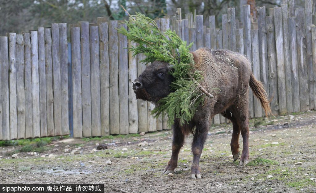 盤點動物圈的圣誕節(jié) 確定你們不是來賣萌的？
