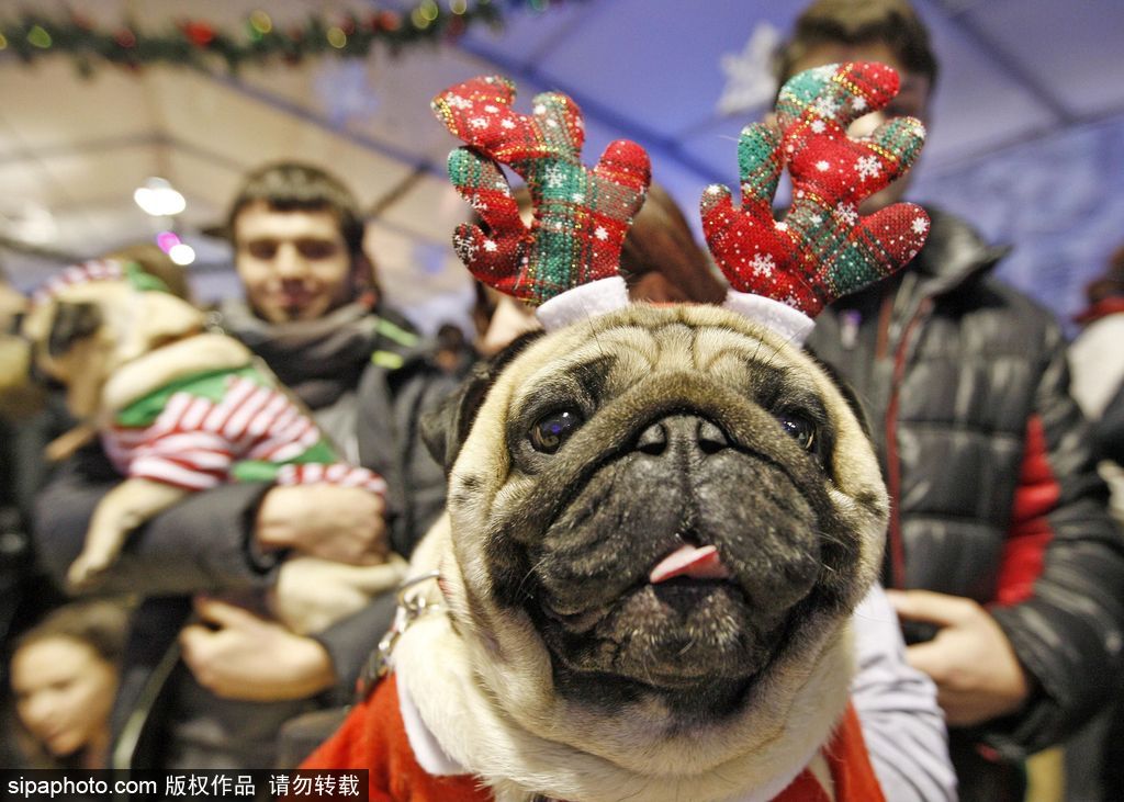 盤點動物圈的圣誕節(jié) 確定你們不是來賣萌的？