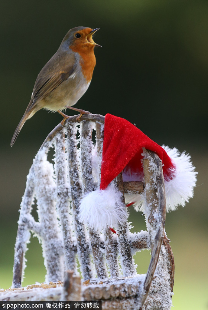 盤點動物圈的圣誕節 確定你們不是來賣萌的？