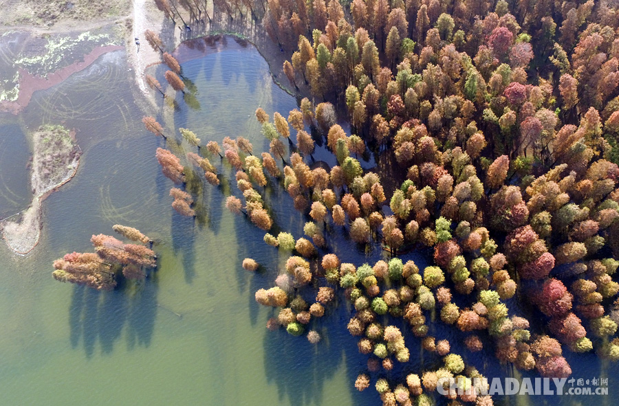冬季到四明湖來(lái)賞紅杉