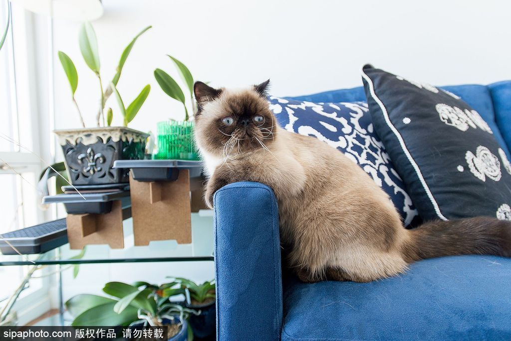 每只喵都是有故事的 貓界“網紅”呆萌瞬間