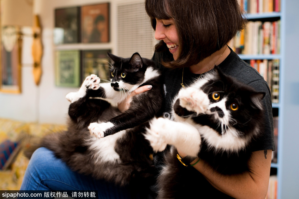 每只喵都是有故事的 貓界“網(wǎng)紅”呆萌瞬間