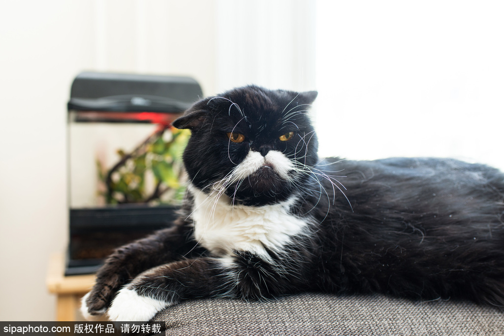 每只喵都是有故事的 貓界“網紅”呆萌瞬間