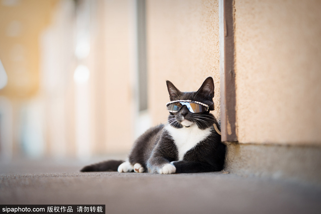 每只喵都是有故事的 貓界“網紅”呆萌瞬間