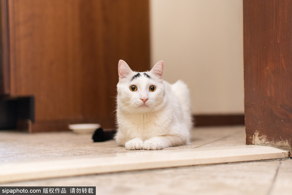 每只喵都是有故事的 貓界“網紅”呆萌瞬間