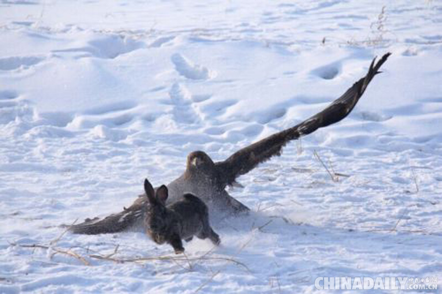 吉林烏拉滿族鷹獵習(xí)俗