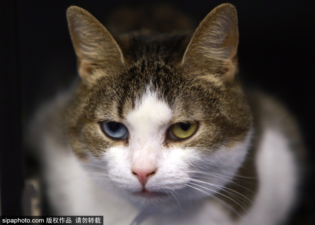 探訪歐洲最大的貓咖啡館——俄羅斯圣彼得堡貓咪共和國(guó)咖啡廳