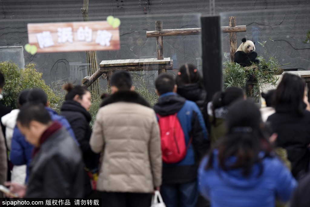 江蘇動物園國寶大熊貓首次對外開放 吸引數萬游客圍觀