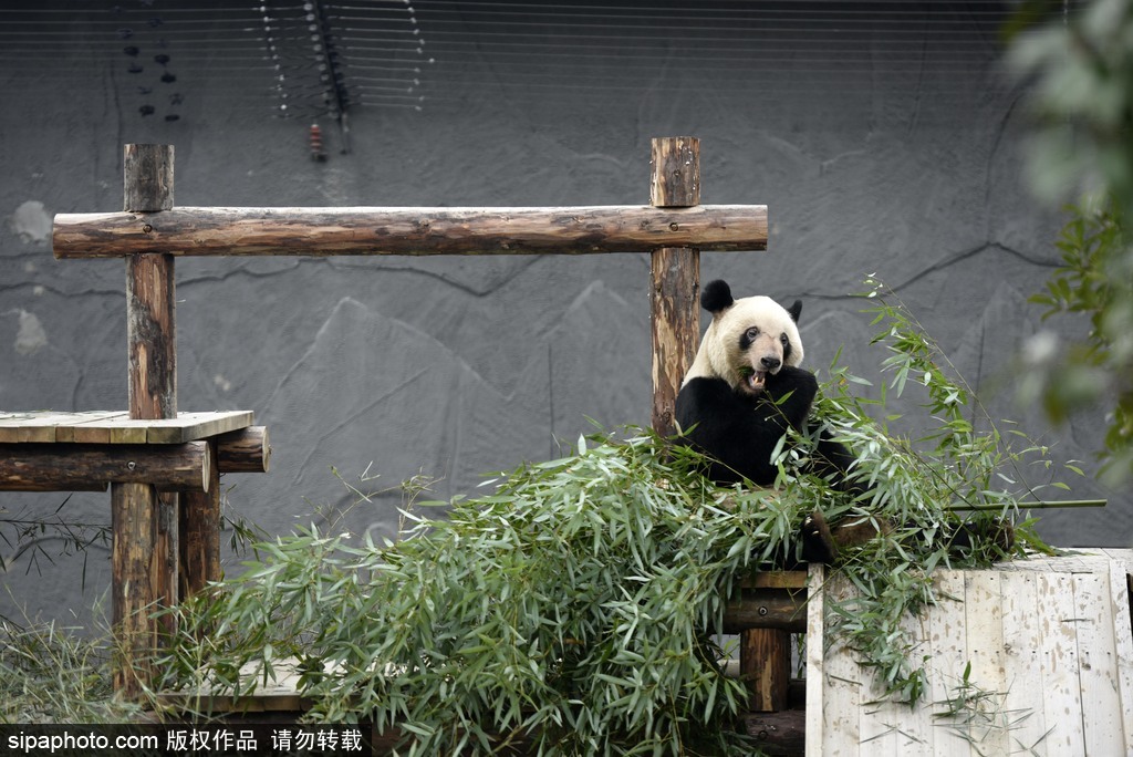 江蘇動(dòng)物園國寶大熊貓首次對(duì)外開放 吸引數(shù)萬游客圍觀