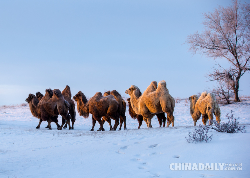 組圖：第七屆烏珠穆沁駱駝文化節開幕 300峰駱駝陪你一起看冰雪草原