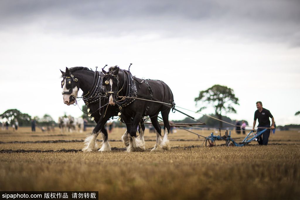 腦洞大過天！盤點全球各類奇葩比賽