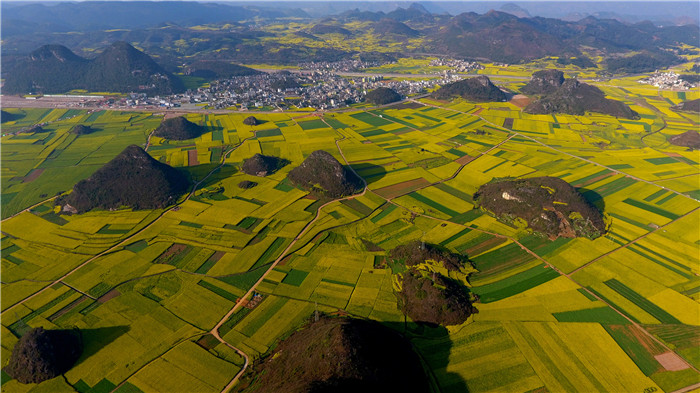 看！云南羅平80萬畝油菜花競相怒放
